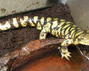 Yellow Barred Tiger Salamander for Sale