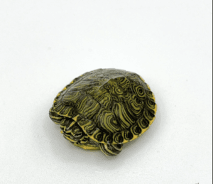 Turtles For Sale