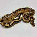 Yellow Belly Ball Python for Sale