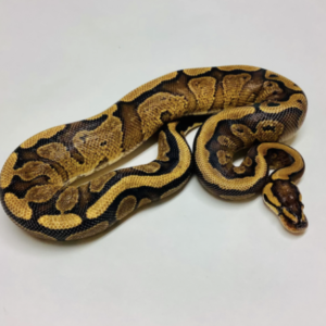 Yellow Belly Ball Python for Sale