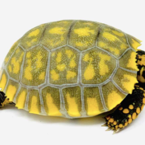 Yellow Foot Tortoise for Sale