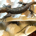 Yellow Quince Monitor For Sale