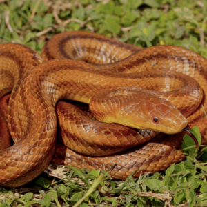 Yellow Rat snake For Sale
