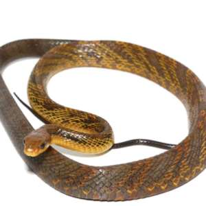 Yellowbelly Puffing Snake For Sale