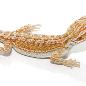 Citrus Bearded Dragon For Sale