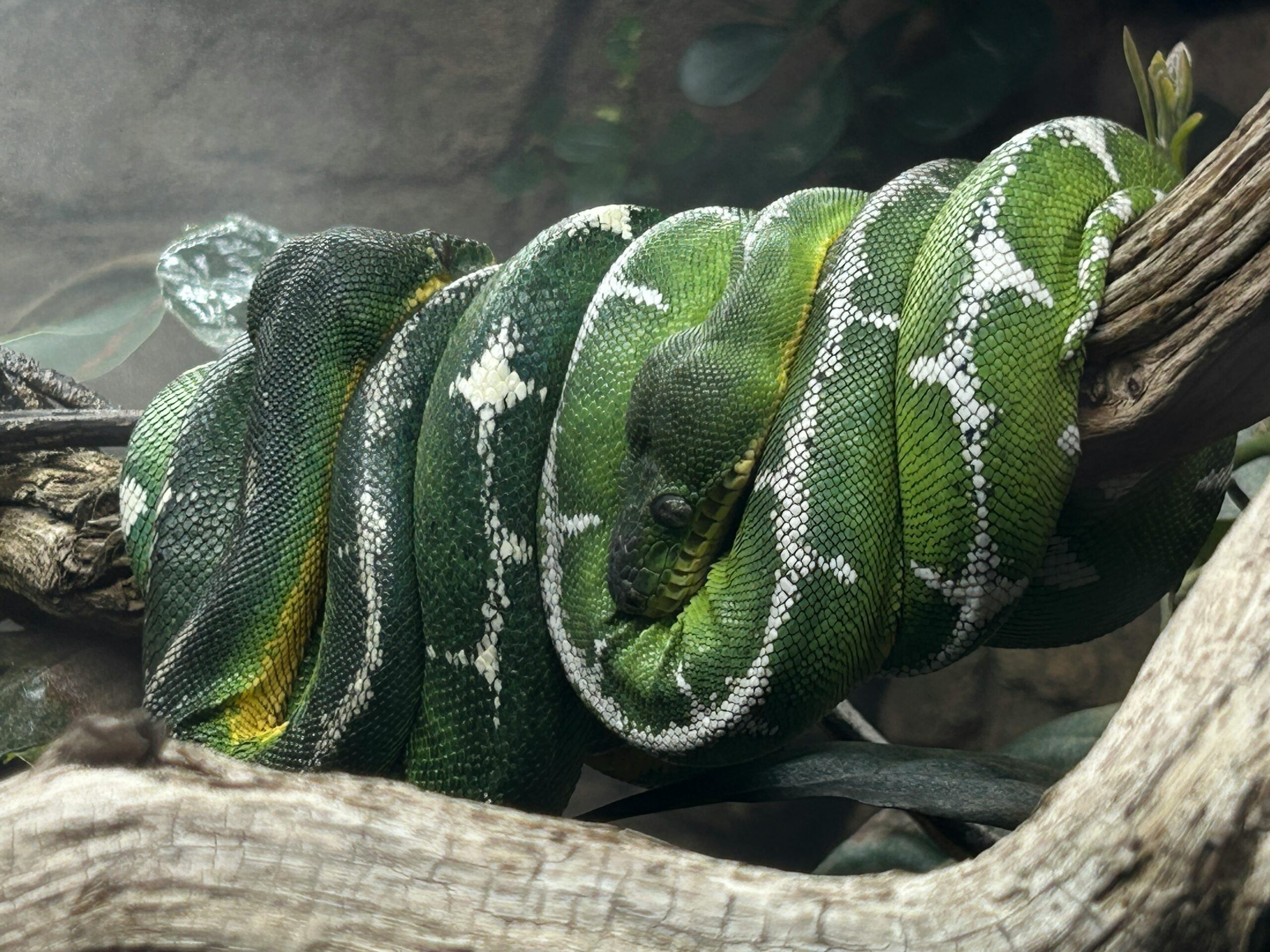 Night Fall Reptiles facility
