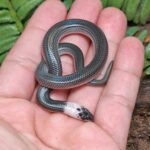 Sunbeam Snake for Sale
