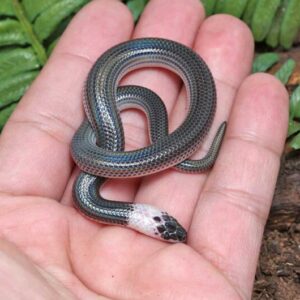 Sunbeam Snake for Sale