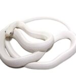 Leucistic Texas Rat Snake For Sale