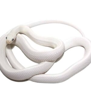 Leucistic Texas Rat Snake For Sale