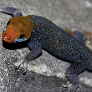 Orange Headed Gecko for Sale