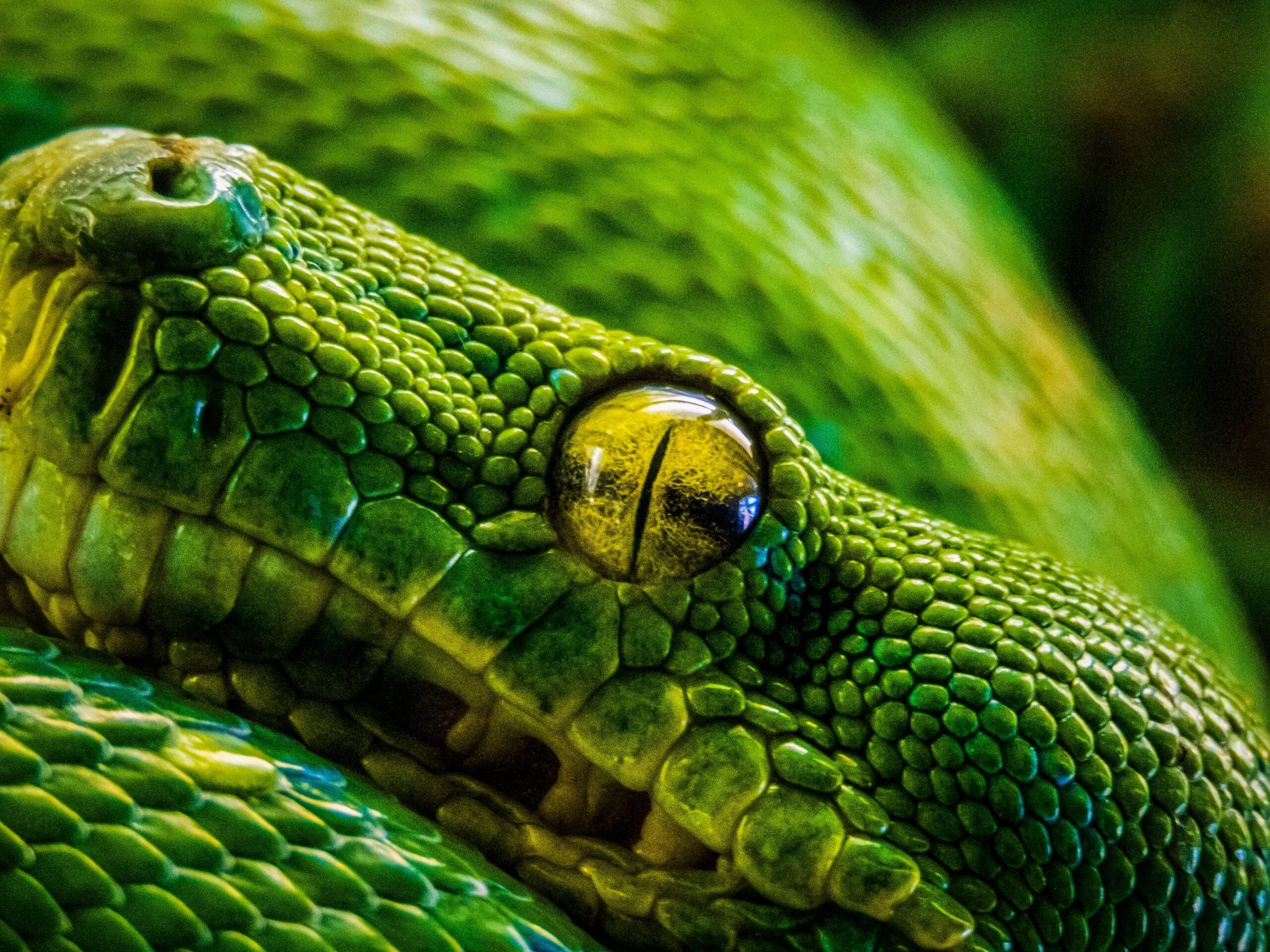 Exotic reptiles collection at Nightfall Reptiles