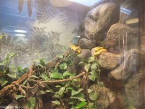 Eyelash Viper Bioactive Vivarium