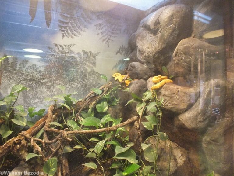 Eyelash Viper Bioactive Vivarium