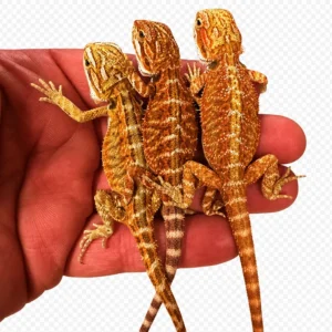 Extreme High Red – Orange Bearded Dragon Sale