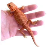 Extreme Red Bearded Dragons For Sale