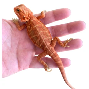 Extreme Red Bearded Dragons For Sale