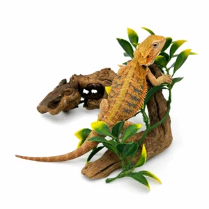 Fancy Colored Bearded Dragons for sale
