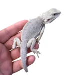 Hypo Zero Bearded Dragons For Sale