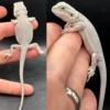 Hypo Zero Bearded Dragons For Sale