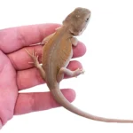 Leatherback Witblits Bearded Dragons For Sale