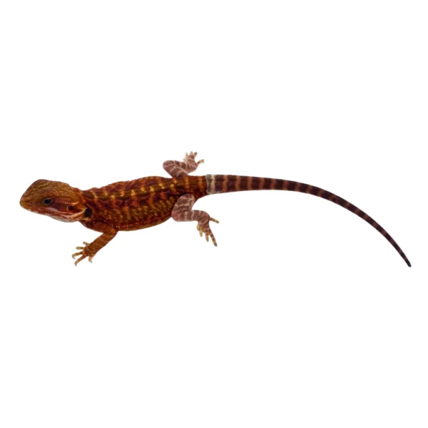 Red Hypo Translucent Bearded Dragon For Sale