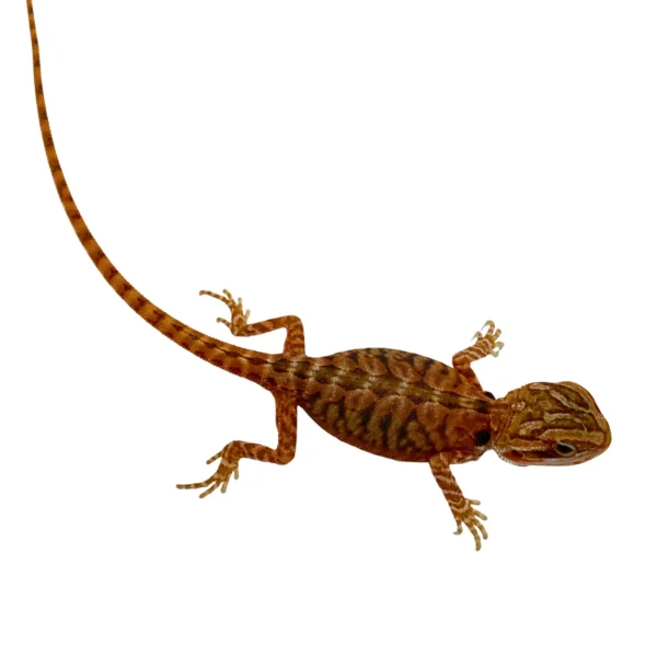Red Translucent Bearded Dragons For Sale