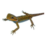 Translucent Bearded Dragons For Sale