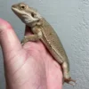 Witblits Bearded Dragons For Sale