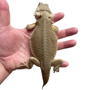 Witblits Bearded Dragons For Sale