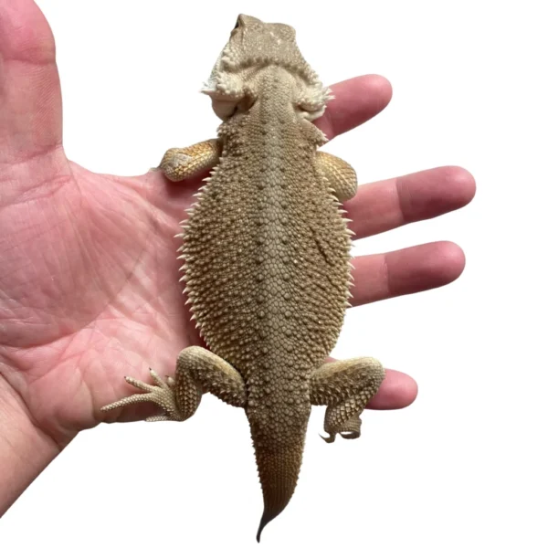 Witblits Bearded Dragons For Sale