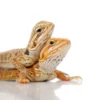 Fancy Colored Bearded Dragons for sale