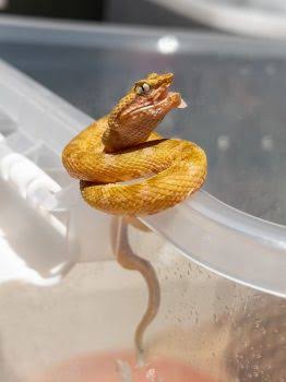 Eyelash Viper Temperature And Humidity: The Complete Guide