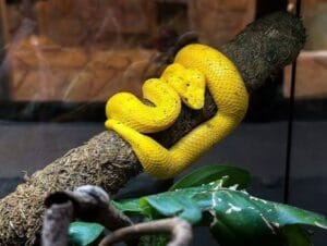 Eyelash Viper Refusing Food