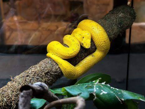 Eyelash Viper Refusing Food: 7 Causes and How I Fixed It