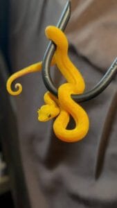 Eyelash Viper Handling Hooks